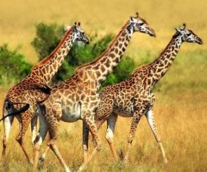 пазл Три жирафов